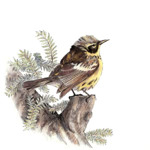 Magnolia Warbler