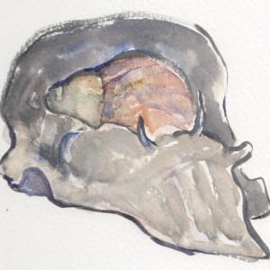 Moon snail by Abby McBride