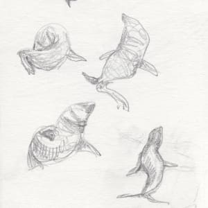 NZ fur seals by Abby McBride