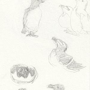 Razorbills by Abby McBride, Image 9.
