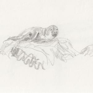 Seal by Abby McBride