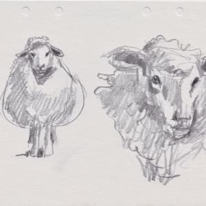 Sheep Portrait