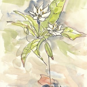 Starflower by Abby McBride