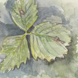Strawberry leaves by Abby McBride, Image 1.