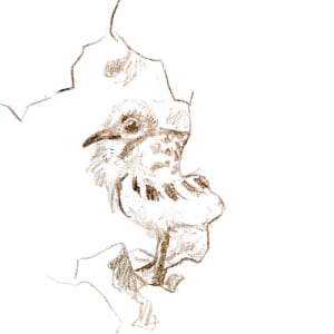 Swallow-tailed gull chick by Abby McBride