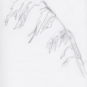 Toetoe grass by Abby McBride, Image 2.