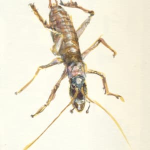 Tree wētā by Abby McBride
