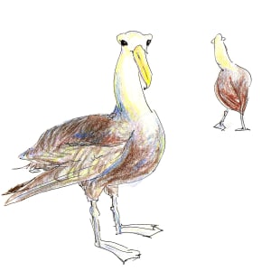 Waved albatross waddle by Abby McBride