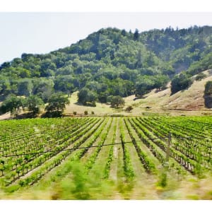 US101, Sonoma County, CA by Anne M Bray