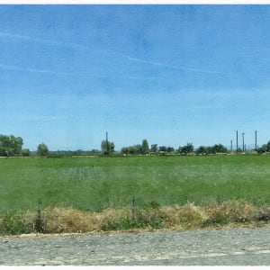 Rice Field, California by Anne M Bray