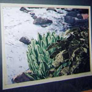 Cranbrook Agave by John Catterall