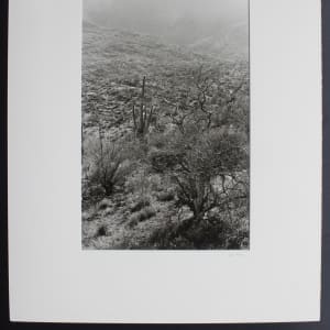 Untitled (#149 Saguaro National Monument, AZ) by Edward J. Ross II 
