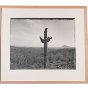 Bullet Riddled Saguaro, Near Fountain Hills, AZ 11/21/82 by Mark Klett