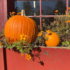 Still life photo batch 1 by Alice Eckles  Image: 15
