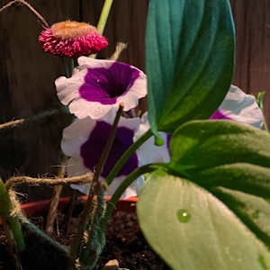 Still life photo batch 1 by Alice Eckles  Image: 27
