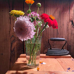 Still life photo batch 1 by Alice Eckles  Image: 6