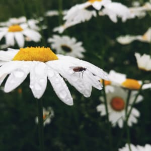 Untitled by Jessica Brown