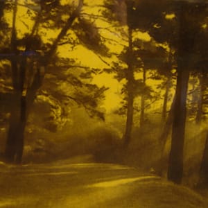 Tule Fog by Andrea Brewster, Seyed Alavi