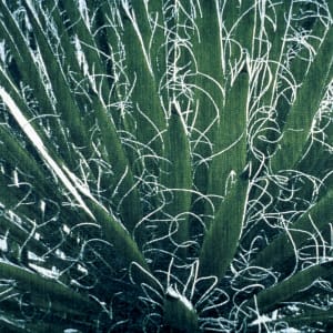 Yucca Carnerosana by Cathy Bolding
