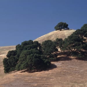 Oaks and Hills by Harvey Helfand
