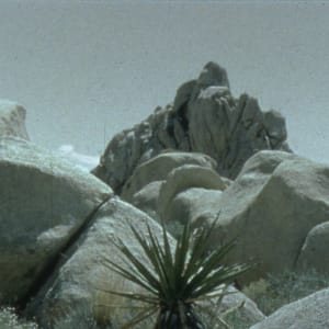 Desert Garden by Irene Imfeld
