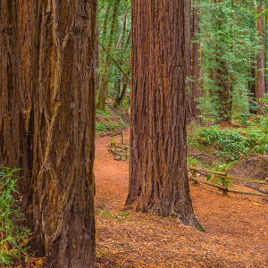 Redwood Tree Trunks and Trail, Redwood Regional Park, Alameda County, California. by Rob Badger