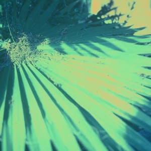 Oakland Palm - 2002 by Rita Coury
