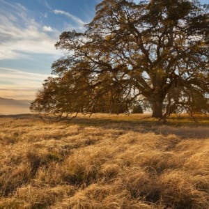 California Gold and Blue Oak by Arthur Carl Widener