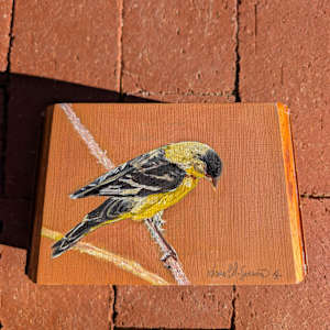 Lesser Goldfinch by Karine Swenson