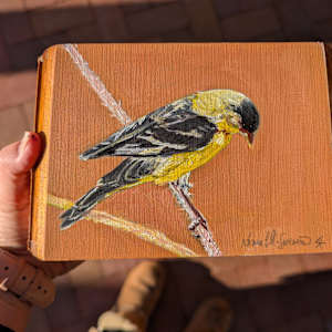 Lesser Goldfinch by Karine Swenson  Image: Being held