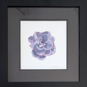 Purple Echeveria by Kristin Amelia 