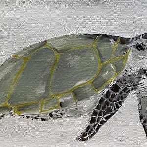 Turtle by Jim Hoehn