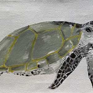 Turtle by Jim Hoehn