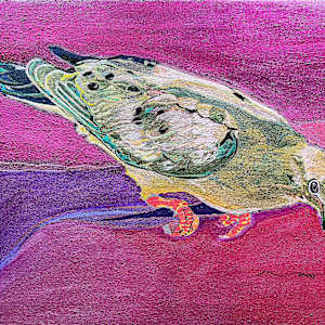 Irridiscent Mourning Dove by Jamie Downs