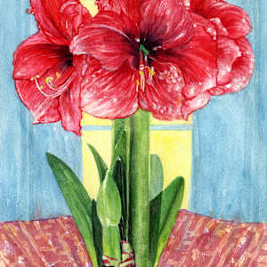 Amaryllis by Vicky Surles