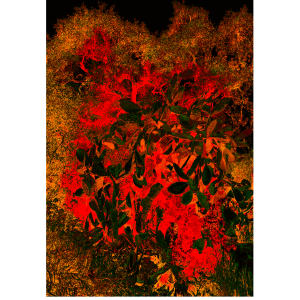 With spiraling heart