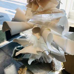 SIPHONOPHORA 1 by STEPHANIE HARGRAVE 