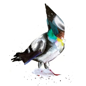 Pigeon by Nina Fraser