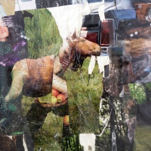 Caught up in the field by Nina Fraser 