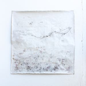 hyphae by Nina Fraser 