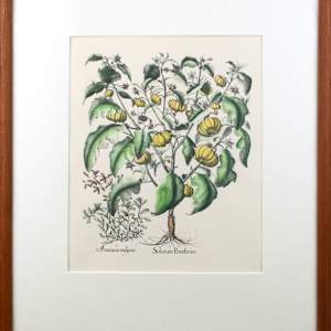 Botanical Print by Anonymous