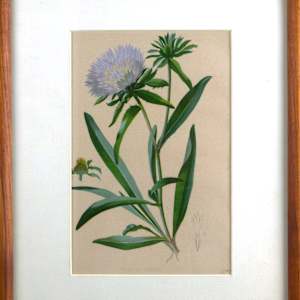 Botanical Print Of Stokesia Cyanea (Plate 13) by L. Prang & Company, Boston