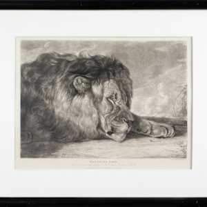 Sleeping Lion by John F. Lewis