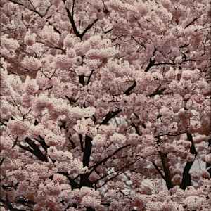 Cherry Blossom Tokyo, Japan by Ralph Gibson