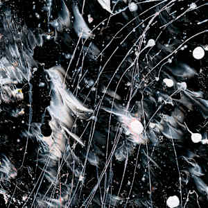 BUTTERFLY 10 - Butterfly Series by Bridget Bradley