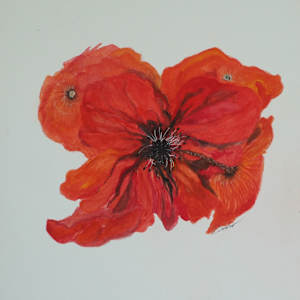 Poppies in Decline by Rebecca Sobin