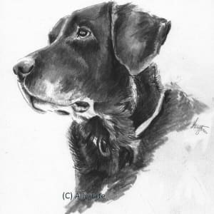Black Labrador by Ally Tate