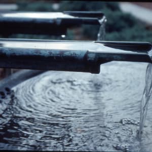 "Water Strider Garden" by David Phillips 