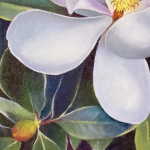 Magnolia Bobby's Tree by Catherine Twomey 