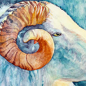 Resilient Ram by Catherine Twomey 